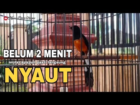 Kicauan Murai Batu Gacor Pagi Hari