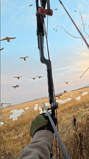 Mallard head shot with a bow! #bwfilms #bw #duckhunting