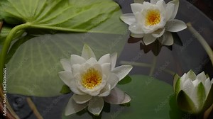 White lilies in the pond. Flowers on water, water lily, family Nymphaeaceae, family of about 60 species in 4 genera of freshwater flowering plants