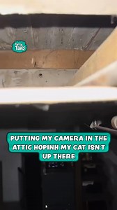 479K views · 2.8K reactions | When Your Cat Ends Up In The Attic | Furry Tails | Facebook