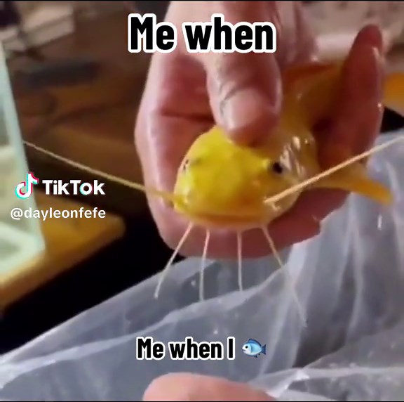 Zak's Fish Barking Fun on TikTok