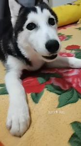 Husky in Huggies 🎥: website submission from Myra B #husky #huskies #dog #dogs #diaper #voiceover #voiceovers #animalvoiceover #animalvoiceovers #comedy #comedyvideos #comedian #entertainment #funny #memes #funnymemes #meme #lol #humor #fun #funnyvideos #lmao #jokes #viral #trending #dadjokes #dustydubs | Dusty Dubs