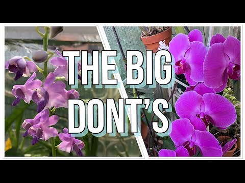 The DONT’S!🚫 Phalaenopsis Orchid Care For Beginners. What NOT To Do.
