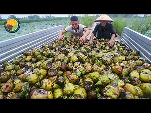 How Farmers Harvest Water Lily Nuts: Growing and Processing Fox Nuts (Makhana) | Farming Documentary