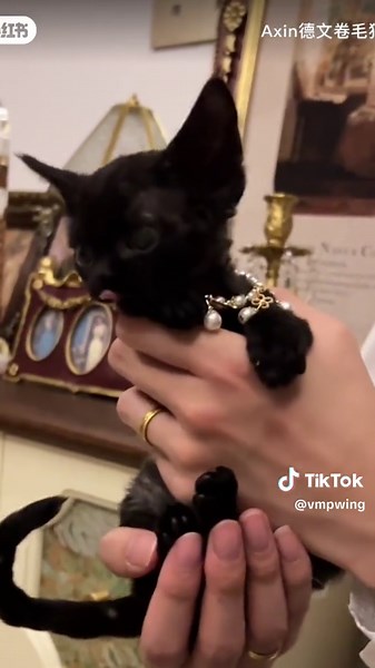 DRIP OR DROWN Cats: Exploring the Trending Cat Drip Meme