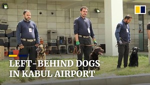 Dogs left behind at Afghanistan’s Kabul airport get new handlers