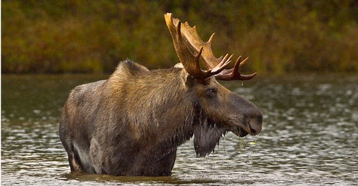 Moose vs Horse: What Are the Differences?