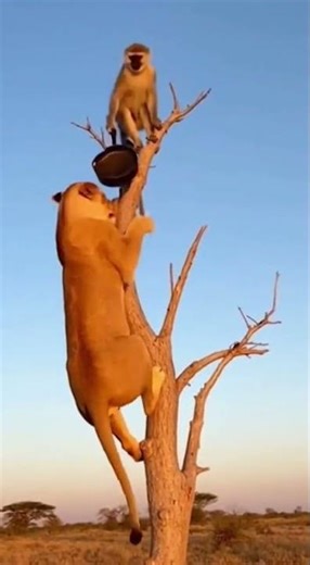 Lion vs Monkey Funny Fight 🤣 | Wild Animals Funny Videos | Hilarious Animal Moments