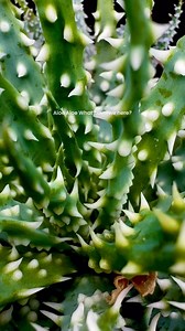 A large Genus of Succulents, the Aloe family are tough and hardy and well suited to pots. From as little as $6 in the succulent section of Collectors Corner Gardenworld #succulent #succulents #succulove #succulovers #succulenta #succulentsofinstagram #succulentgarden #succulentobsession #succulentaddict #succulentjunkie #succulentcity #succulenthoarder #succulentplants #succulentdesign #succulentporn #succulentfreak #aloe #aloeplant | Collectors Corner Garden World.