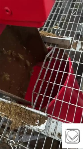 Understanding Dry Bed Management in Dairy Farming