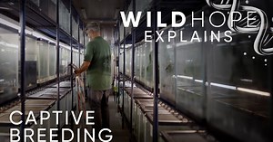 WILD HOPE: Captive Breeding: A Key to Stop Extinction?