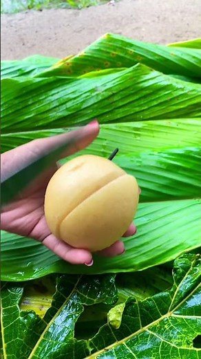 Buah Pir #buahpir