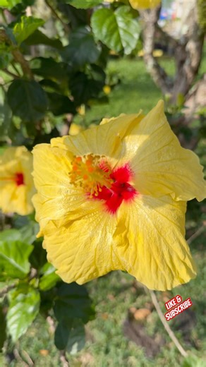 YELLOW HIBISCUS IS HAWAII’s STATE FLOWER #hibiscus #flower #bigislandhawaiivlog