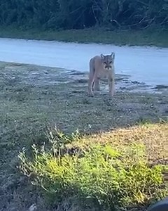 CCSO Community Service Deputy Brandi Ahrens had a close encounter of the panther kind this morning. CSD Ahrens was typing a report in her work vehicle along the CREW Bird Rookery Swamp public hiking trail off Shady Hollow Boulevard around 8:30 a.m. when she saw something moving out of the corner of her eye. It was a Florida panther, and it was heading her way. CSD Ahrens rolled up her window but managed to take a quick video in the process. The Florida panther is an endangered species and catchi