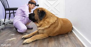 The Hilarious Chronicles Of Life With A 200-Pound Dog