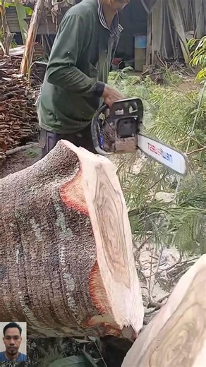 Tree Trunk Trimming to Clean Up the Cut Surface 🪚⚙️