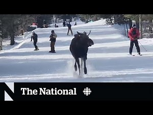 #TheMoment a moose chased skiers down a mountain in Wyoming