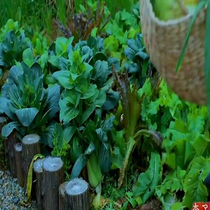 334K views · 4.3K reactions | Lovely Lady Cooking and Living in the Mountain 殺 | Countryside Cooking TV | Facebook