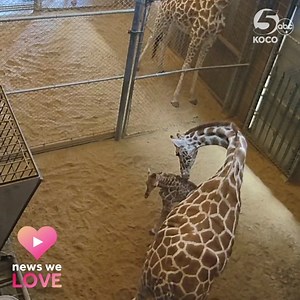 89K reactions · 5.2K shares | #NewsWeLove: ZOO BABY! ❤️️漣 Meet OKC Zoo's newest resident, a male baby giraffe born to the zoo's 20-year-old giraffe, Ellie! Officials said the calf is healthy and strong. Weather depending, officials said Ellie and her calf will have access to the giraffe habitat yard over the weekend. https://bit.ly/2T2eODi | KOCO 5 News | Facebook
