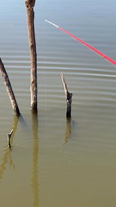 CATCH ALL - 2” Original Baby Shad | Bobby Garland Crappie Baits