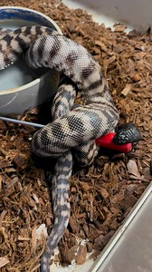 One of our blackhead pythons in our breeding room deciding he wanted to get a little more iron in his diet. www.reptilerapture.net #reptilerapture #blackheadpython #reptilestore #python | Reptile Rapture