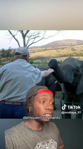 Man Communicates With Elephants - They Listen!