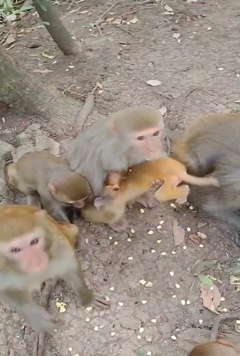 Nature of Monkey Zoo - How Monkey Lives as Groups