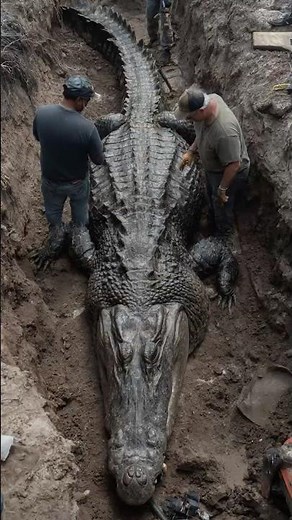 Live Offspring of Prehistoric 45 Foot Alligator Sighted in Florida Everglades