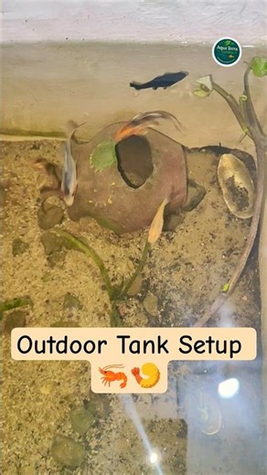 Cherry Shrimp 🦐 | Tank Setup #cherrys #tanksetup #outdooraquarium #outdoortank ‪@AquaTerraGarden‬