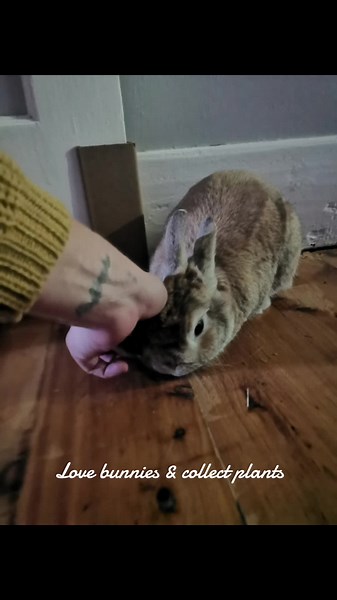 Miiss Rabbit (@m_i_i_s_s)’s videos with Cute Tail - Rabbit Music9