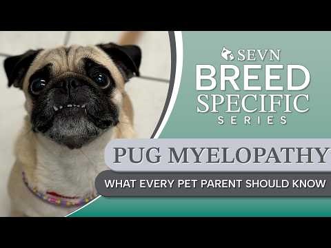 Why Is My Pug Dragging Its Back Legs? Pug Myelopathy Explained