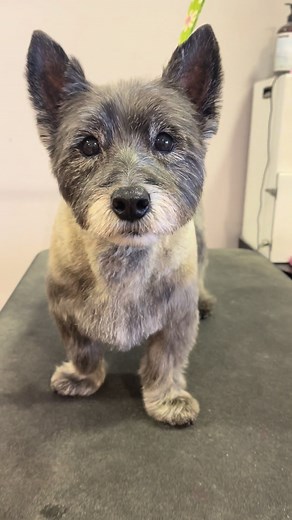 Cairn Terriers Grooming Tips and Tricks