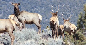 Whitewater Creek/Mark's Trail