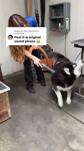 Animals doing dumb stuff, as usual.#HappyDog#DoggoVibes#Fyp #Foryou #Viral #Cutedog