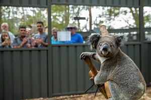 Bienvenue au Koala Hospital, le centre qui sauve les koalas des flammes en Australie