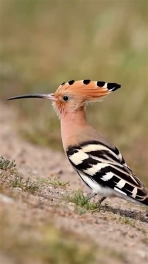 “The hoopoe doesn’t sing… it speaks