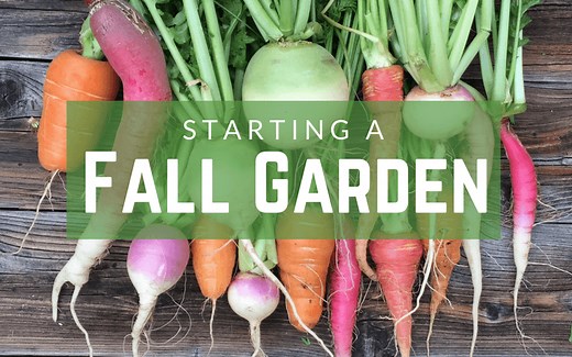 How to Start a Fall Garden