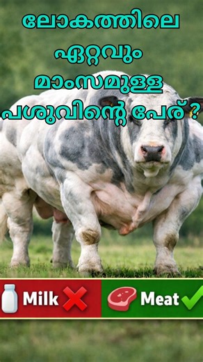 belgian blue cow ലോകത്തിലെ ഏറ്റവും മാംസമുള്ള പശുവിന്റെ പേര് ?