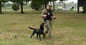 Navy dogs working security at Fleet Week
