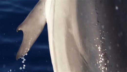 Extremely rare dolphin ‘with thumbs’ spotted off coast of Greece