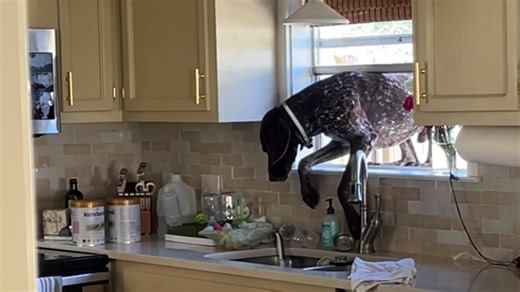 Watch this dog's epic window entrance after being put outside!