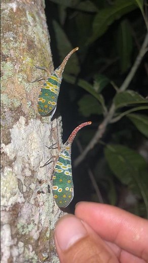 You’ll Be Amazed by These Fascinating Creatures!