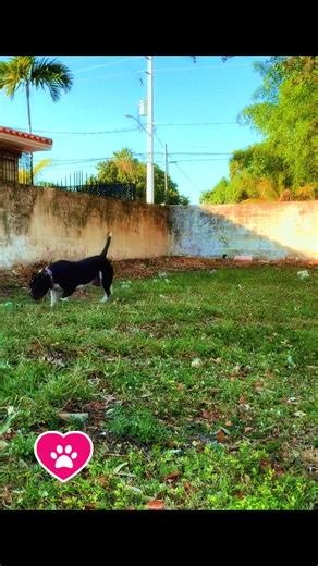 VIPSTREET_SMOKE_LIQUOR (@vipstreet_music_)’s videos with A Mi Me Va Bien - Jacob Forever