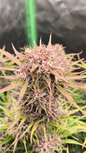 PurpleHze Autoflower Update New Video Online☝🏼| Spider Farmer Grow Setup #shorts #plants #plantlover