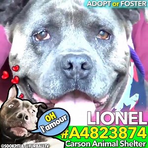 12 reactions | LIONEL is adorable and so laid back and calm but he...