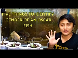 5 things on how to identify the gender of an Oscar Fish