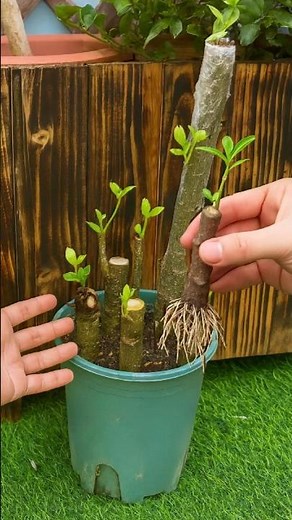 How to Propagate Schefflera Cuttings Fast for Strong Roots & New Growth #farminglife #farming
