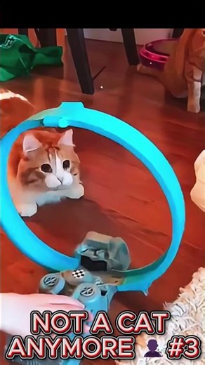 Cats Core: They Are Secretly Living Like Us! 🤯 PART 3 (Zero Logic) #funny #cat #pets #memes #comedy