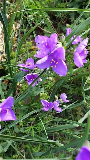 【夏の花】ムラサキツユクサ 紫露草 #shorts #夏の花 ＃ムラサキツユクサ＃植物