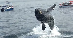 Baby whale stuns whale watchers